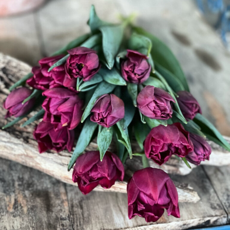 Purple tulip bouquet from Green Earth Growers.