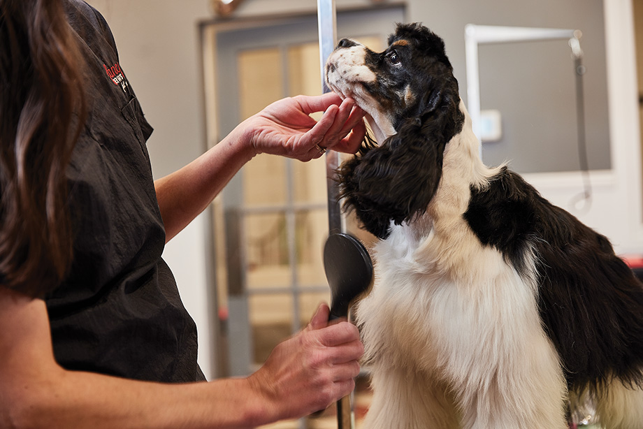 Susan Hatch Grooming a Dog