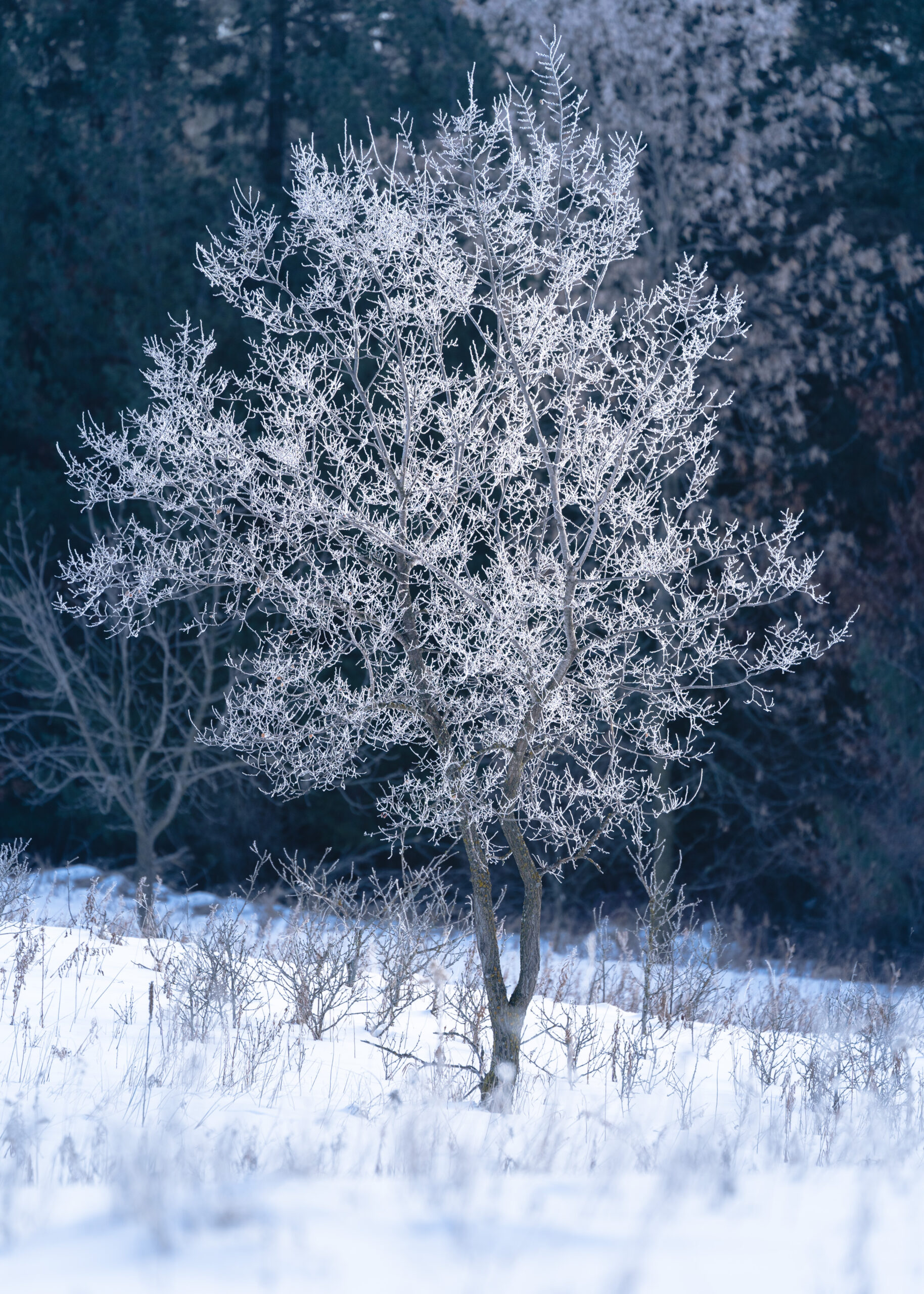 Frosted Tree by Kirsten Otting