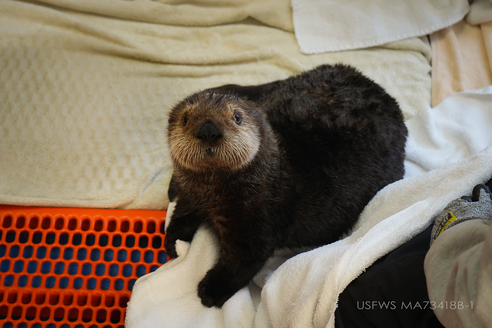 Sea otter pup Denali