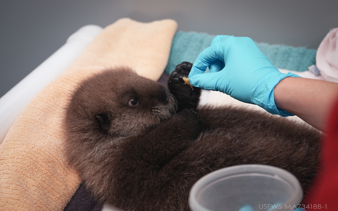 Minnesota Zoo Cares for Two Orphaned Sea Otter Pups