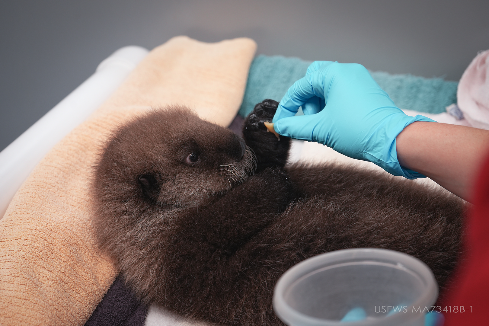 Sea otter pup Nuka being fed by hand.