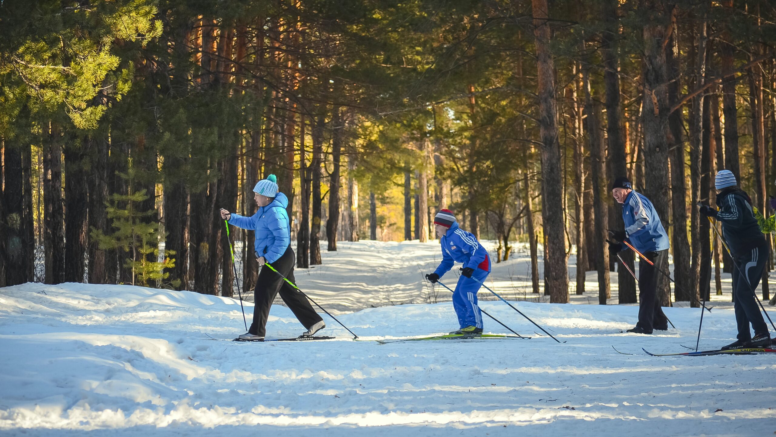 A group of four people cross-country skiing through the forest.