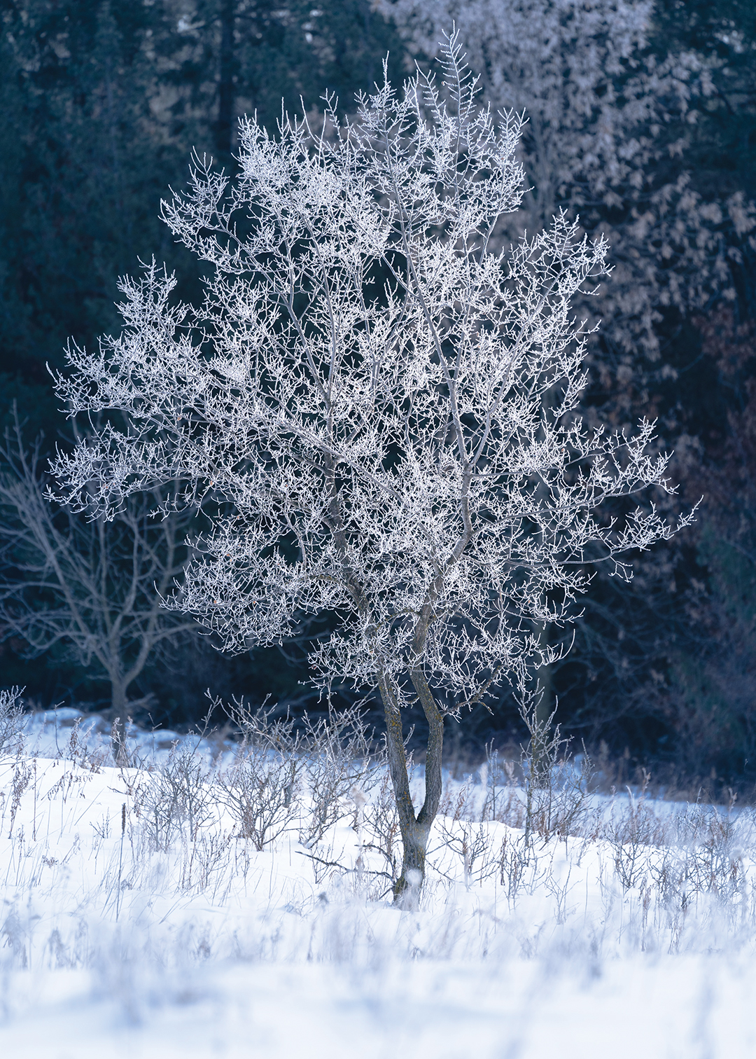 Frosted Tree
