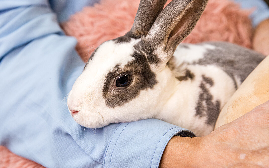 Bunny Besties Spreads Joy