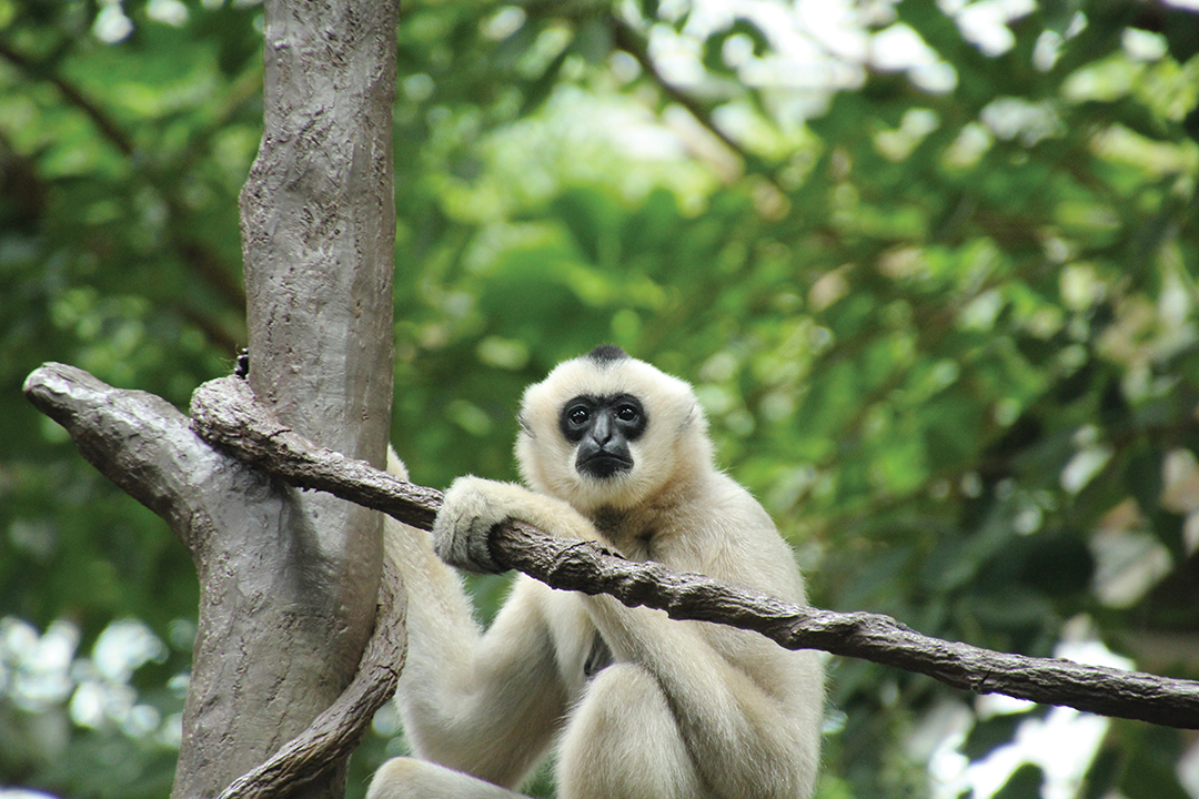 White-cheeked Gibbon on the Tropics Trail at the Minnesota Zoo.