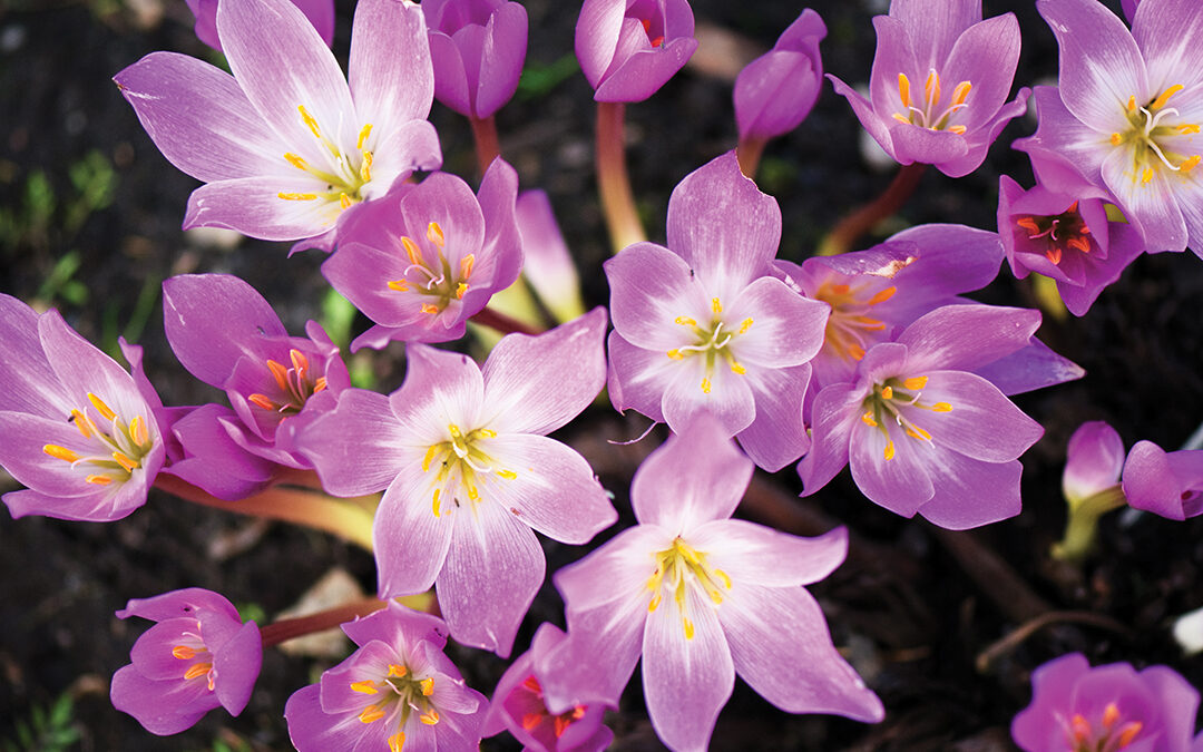 Blooming Bulbs for Fall