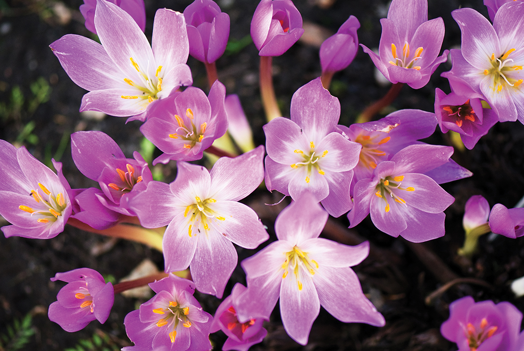 Bunch of Autumn crocus, Colchicum autumnale.