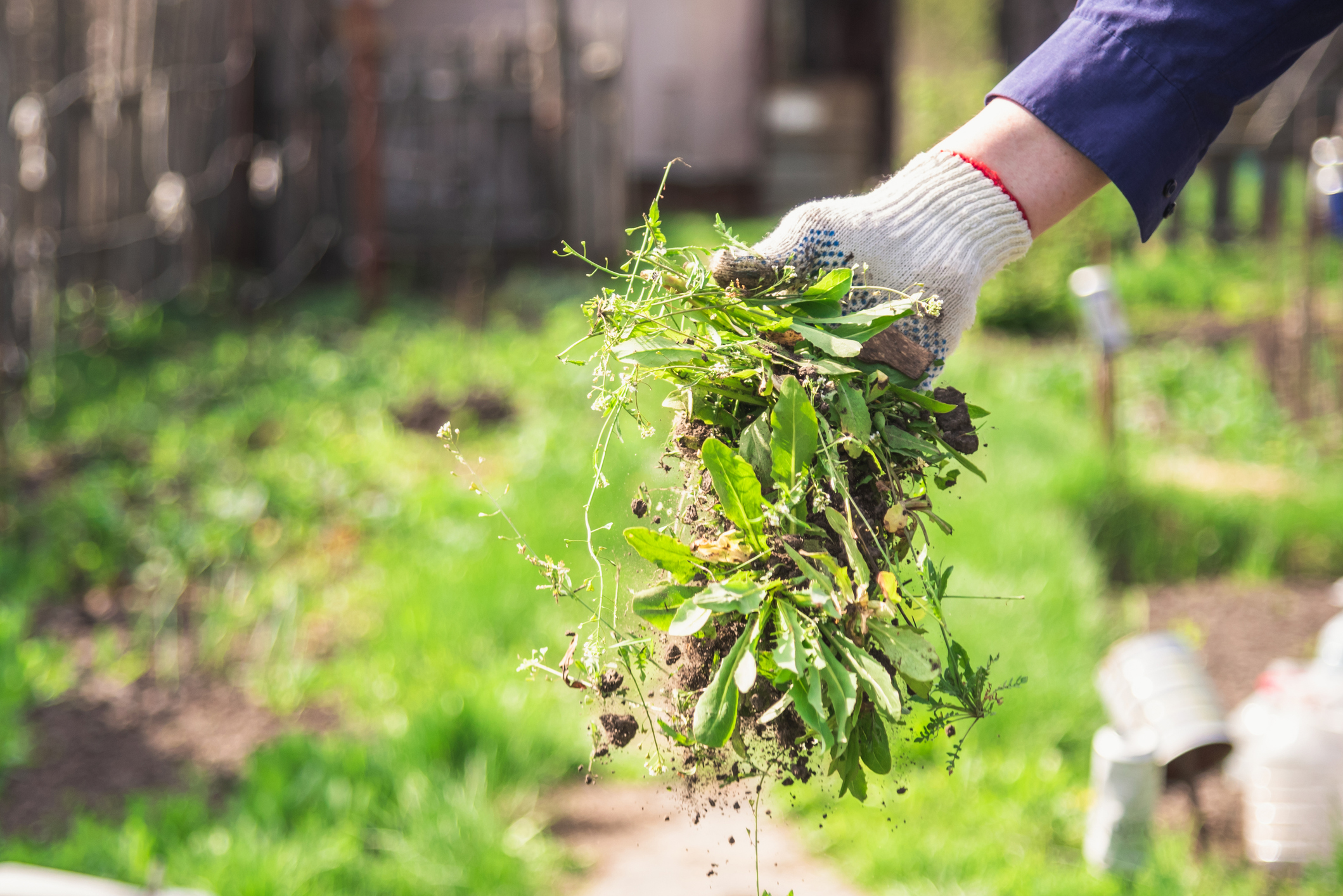 a man in gloves throws out a weed that was uprooted from his garden