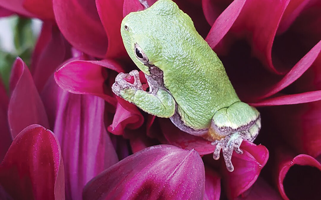 Tree Frog on Dahlia