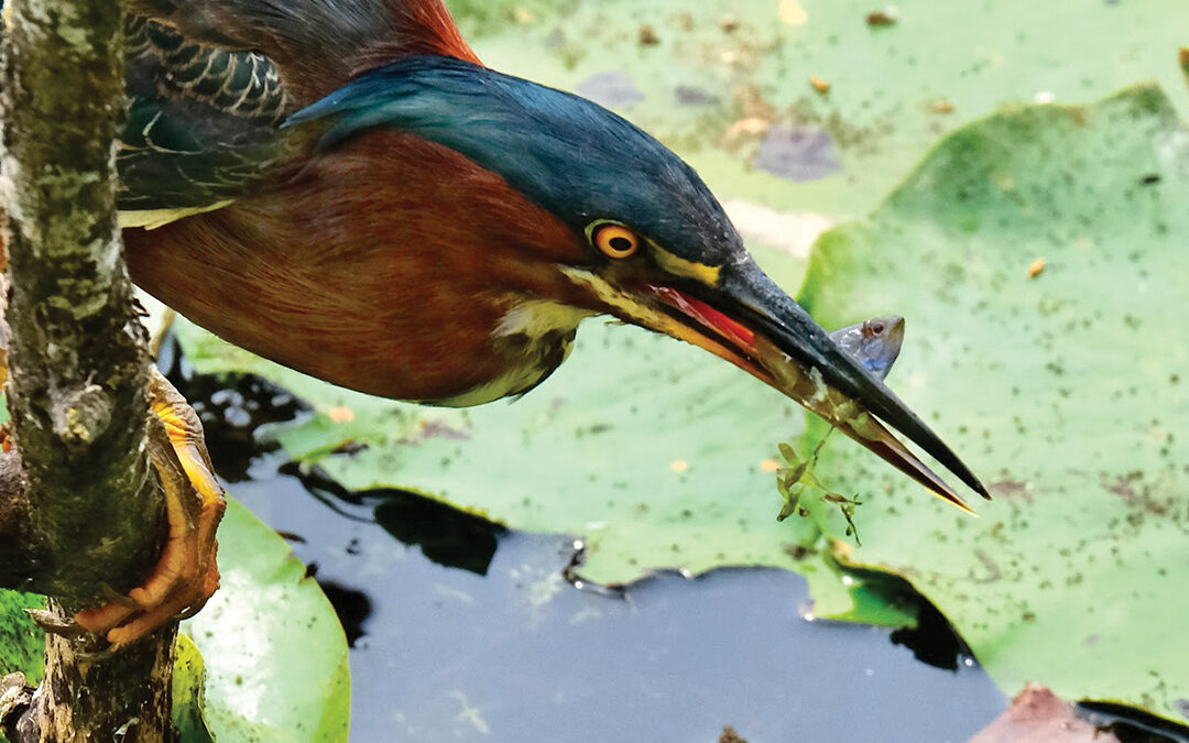 Green Heron Fishing at Lebanon Hills Park
