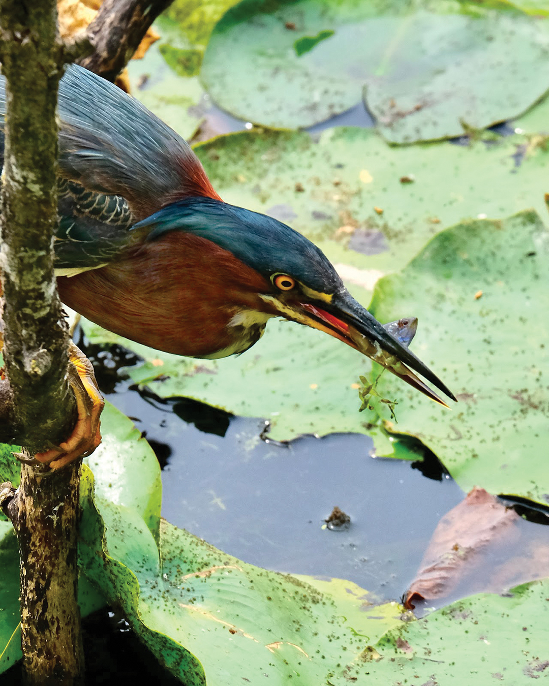 Green Heron Fishing at Lebanon Hills Park