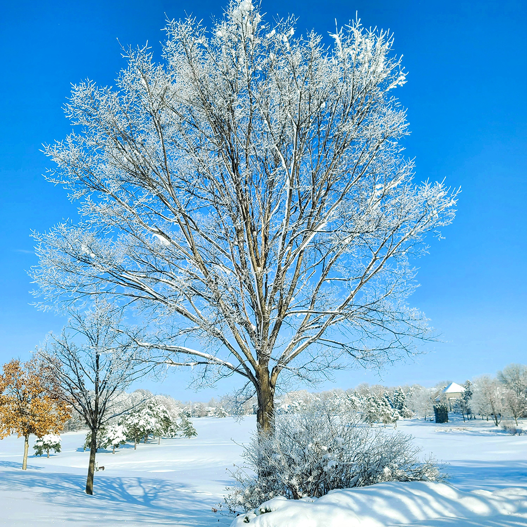 Winter Wonderland