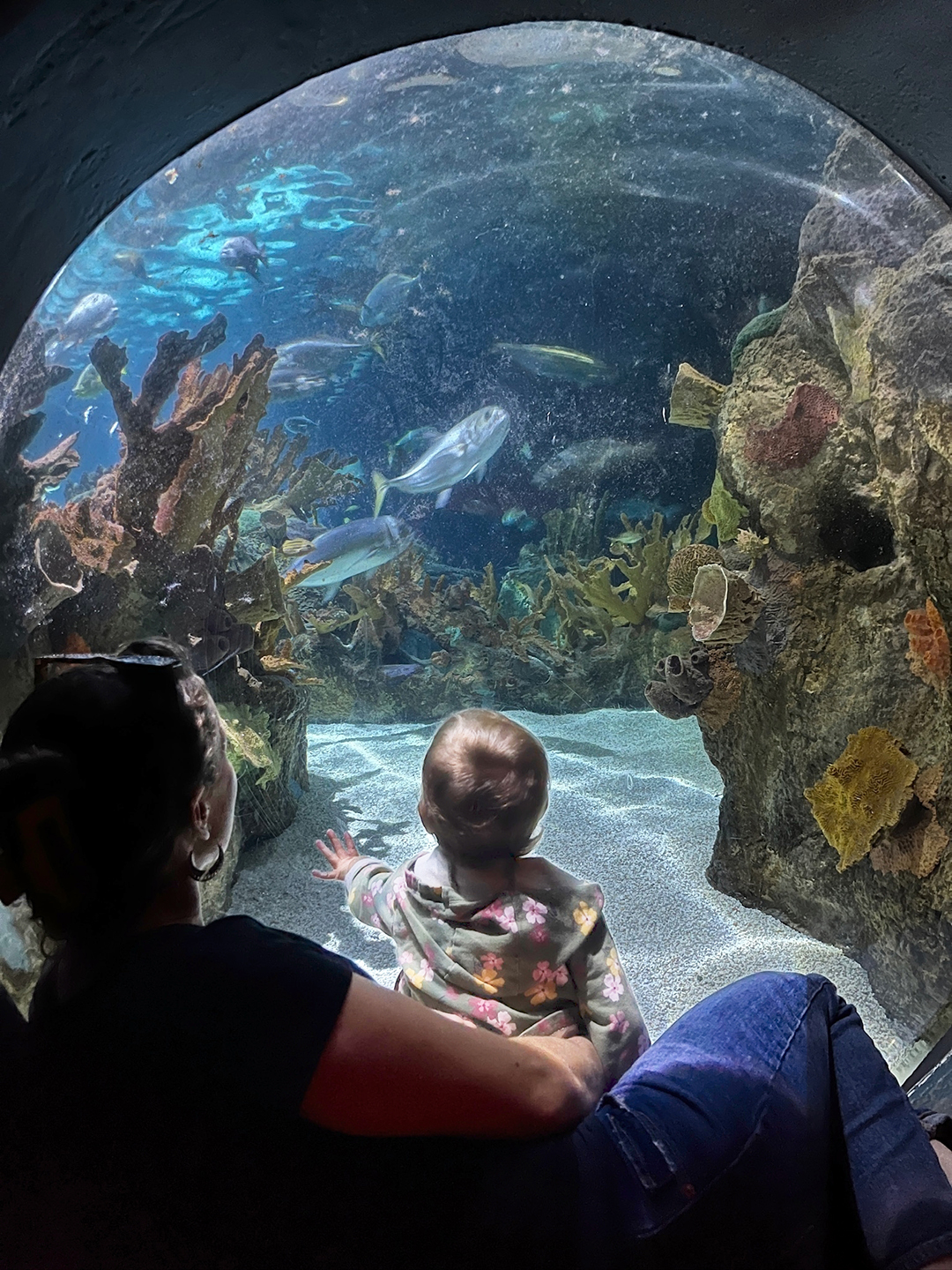 Zoo View