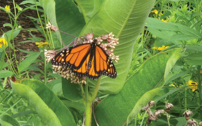 How To Plant for Pollinators