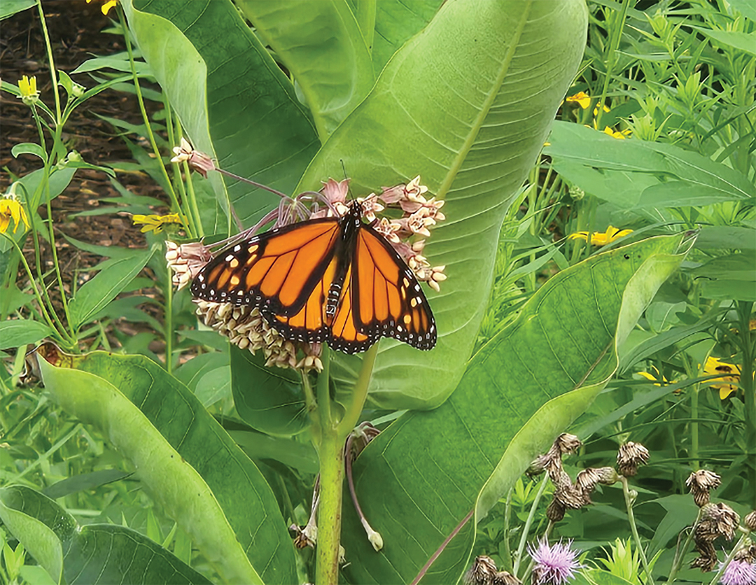 Milkweed is the only host plant for monarch butterflies. It is where they lay their eggs and where their caterpillars grow.