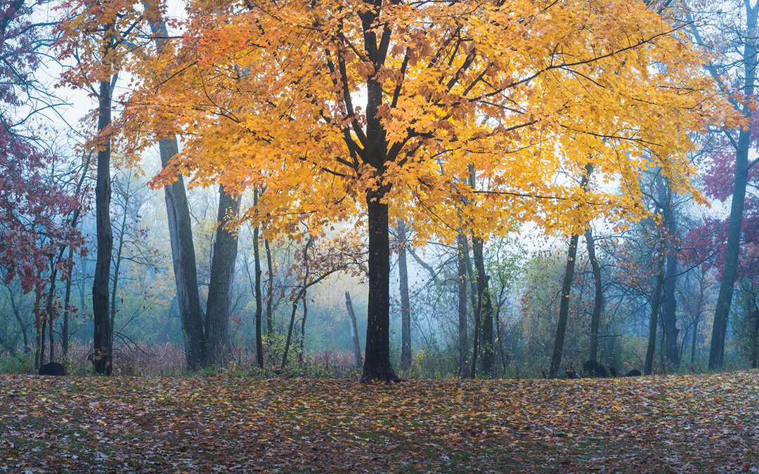 Maple in the Mist