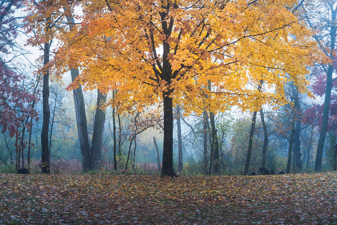 Maple in the Mist