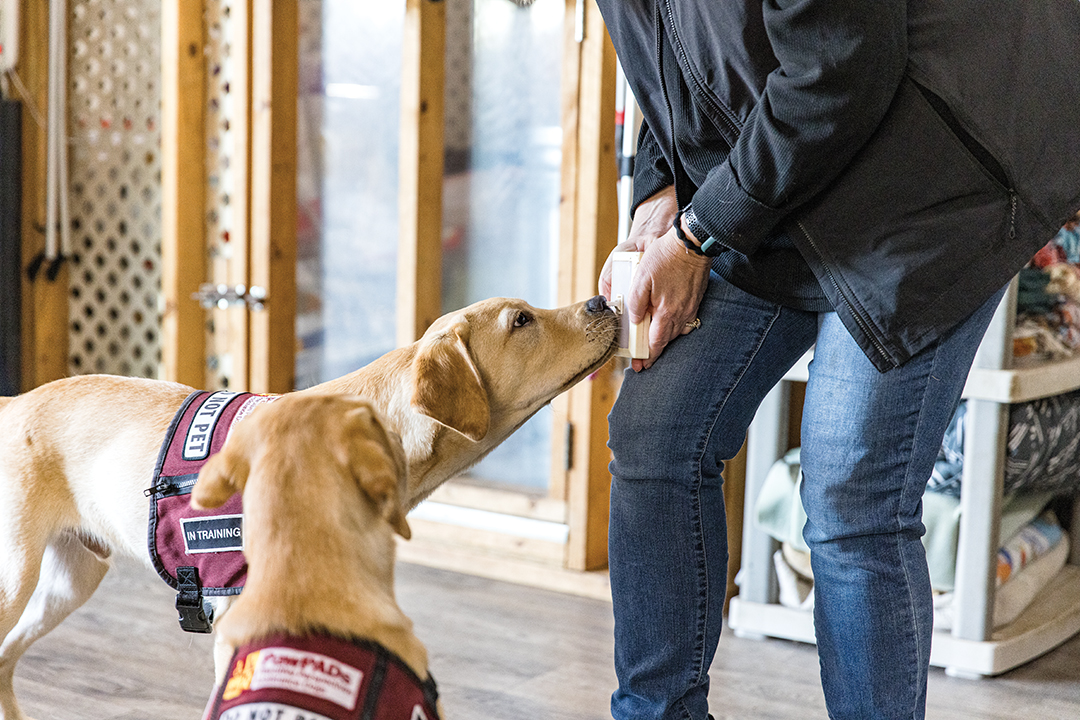 Trainers at Pawsitive Perspectives Assistance Dogs (PawPADS) in Lakeville work with dogs to practice turning lightswitches off and on.