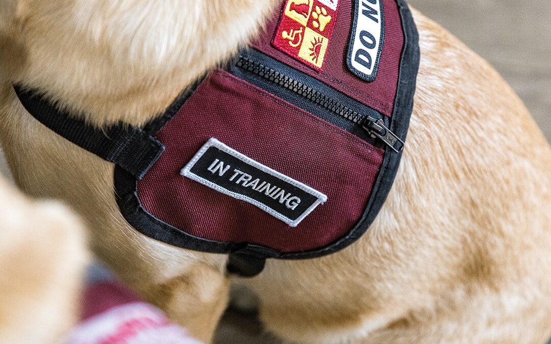 PawPADs Offers Helping Paws