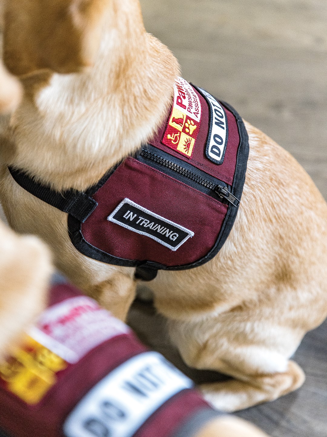 PawPADS service dog
