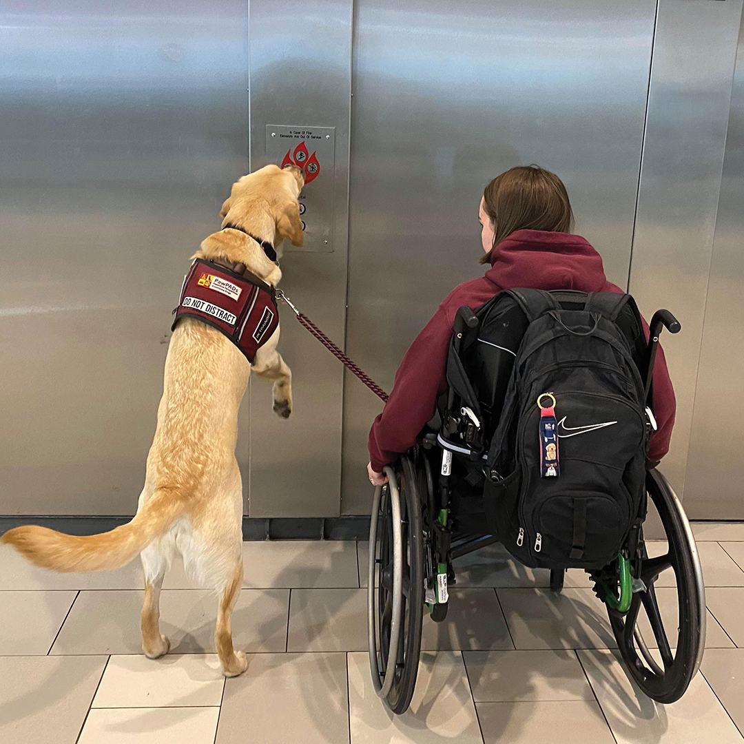 Mackenzie Passel training Charlie at the Mall of America. Charlie has since been placed with Ruby Ardolf.