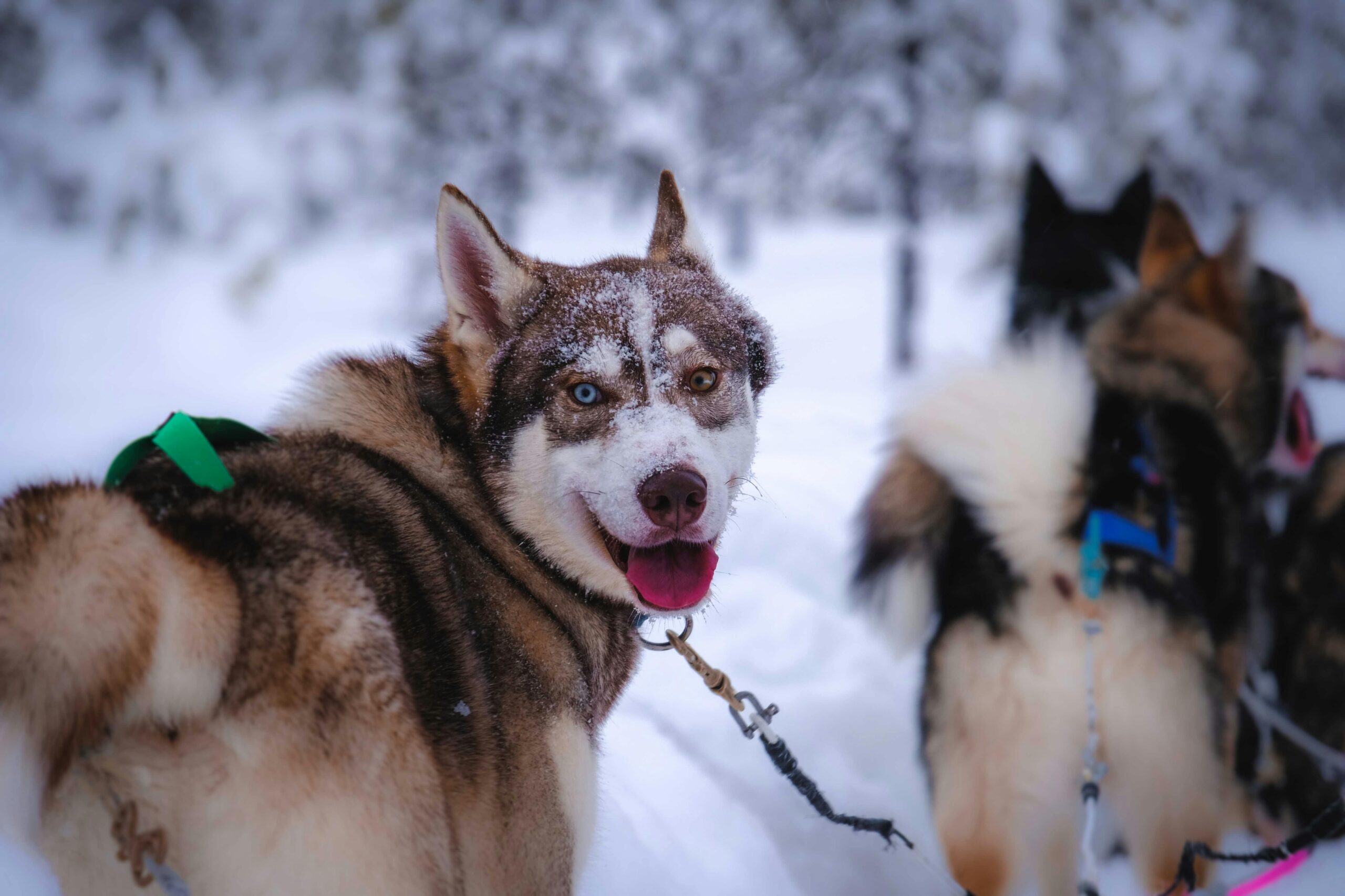 Dogsled huskies