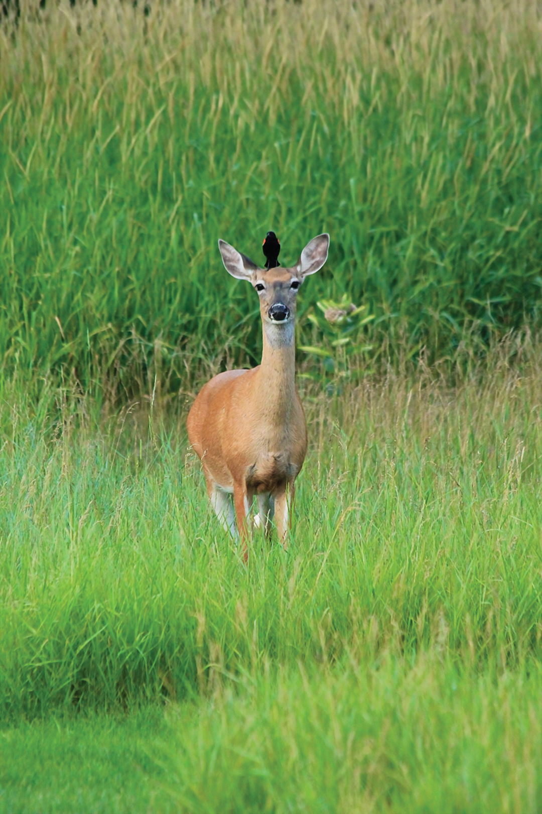 Friends in High Places 