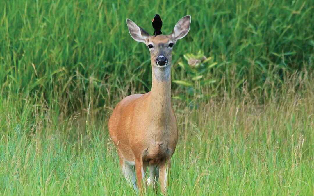 Friends in High Places