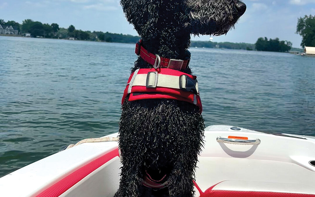 Boat Dog