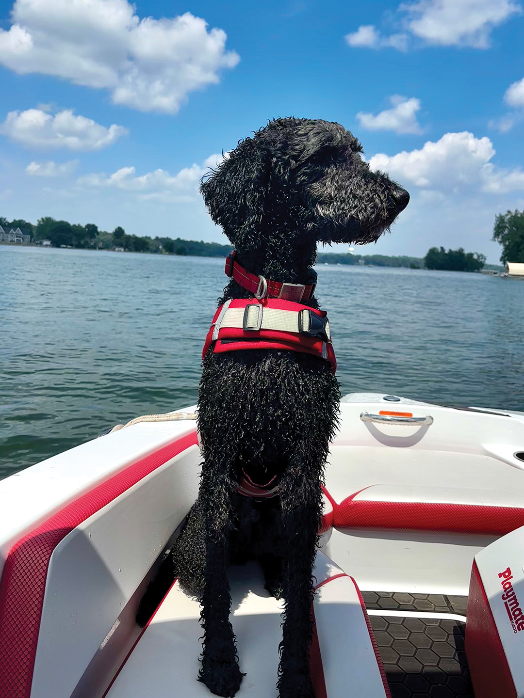 Boat Dog