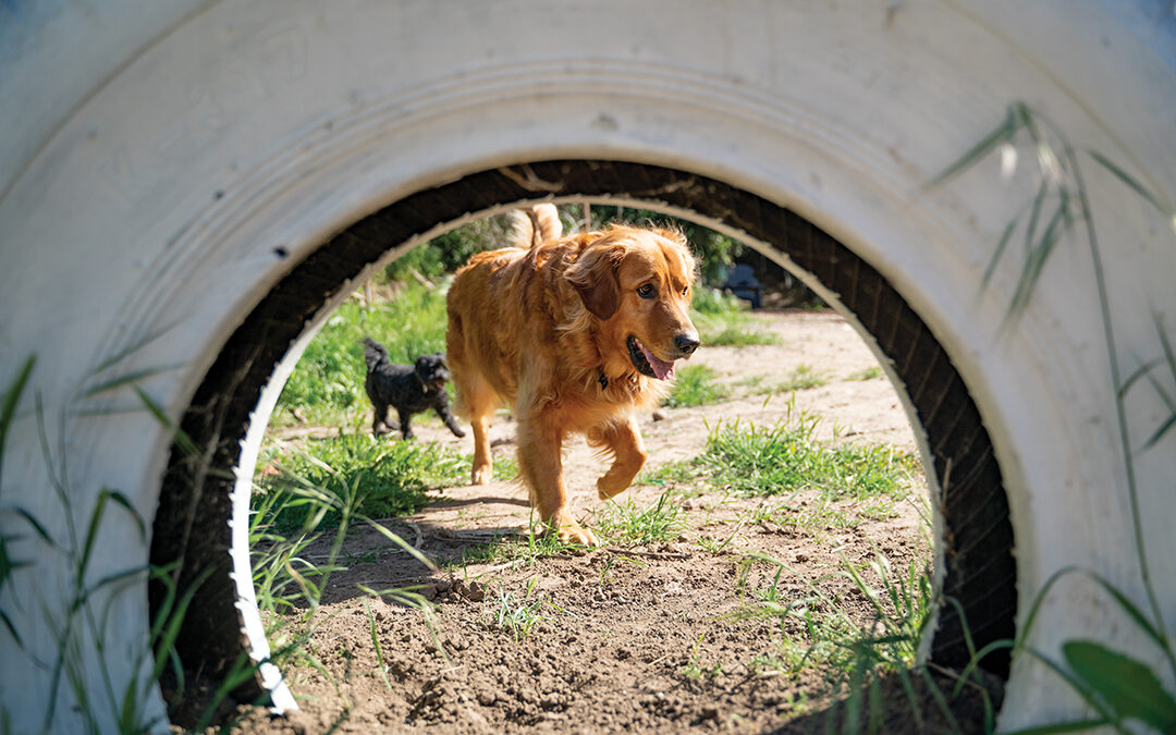 Sniffspot Offers Dog Owners Extended Outing Options