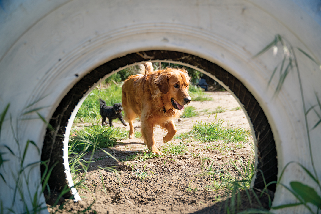 Local homeowners and land owners offer private dog parks through Sniffspot.