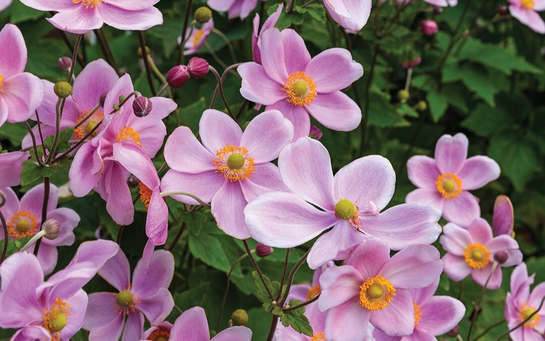 Lakeville Gardener Shares Late-Season Plant Picks