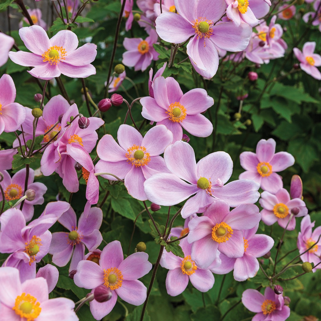 Japanese Anemone