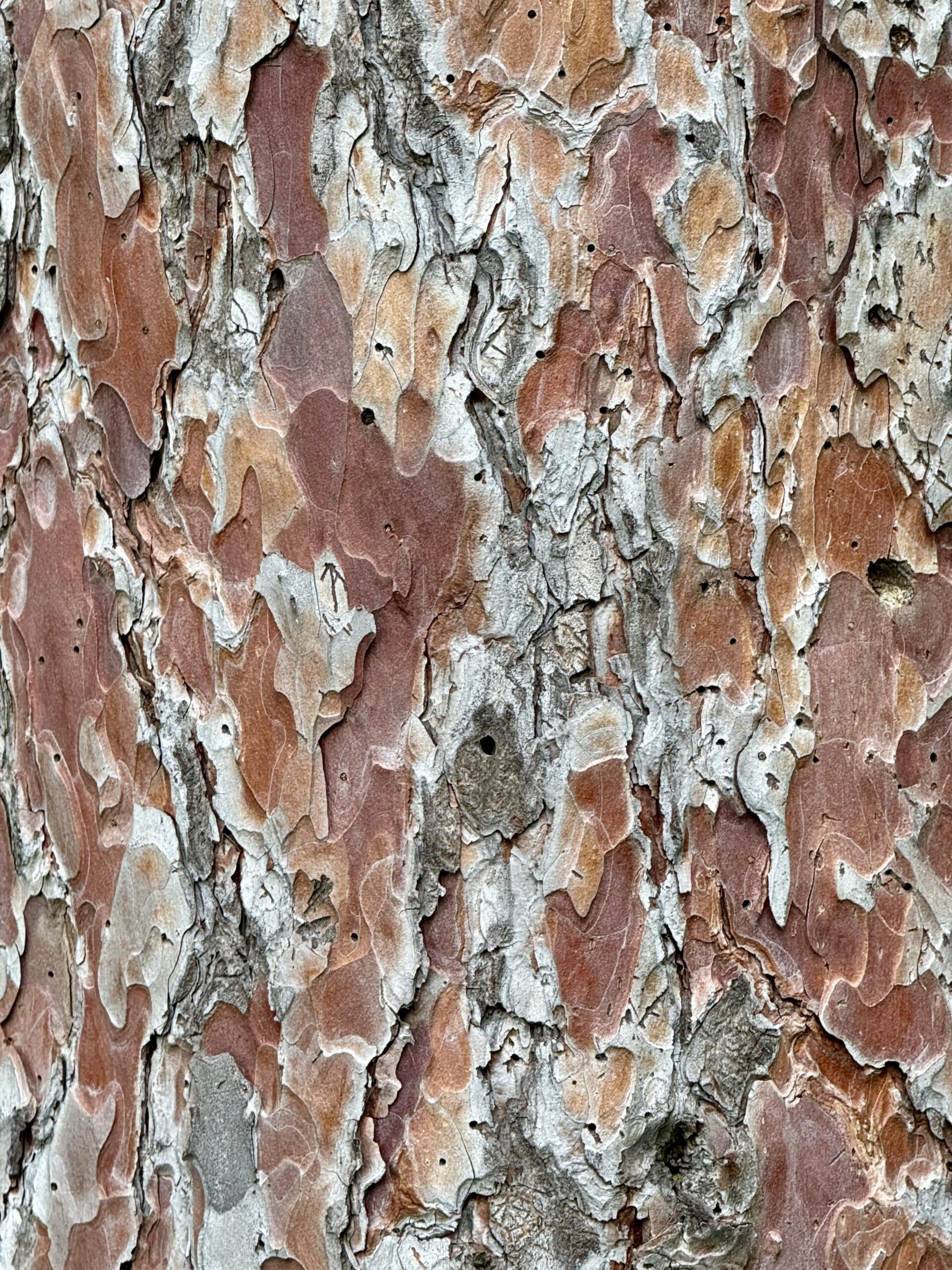 All Bark (No Bite)