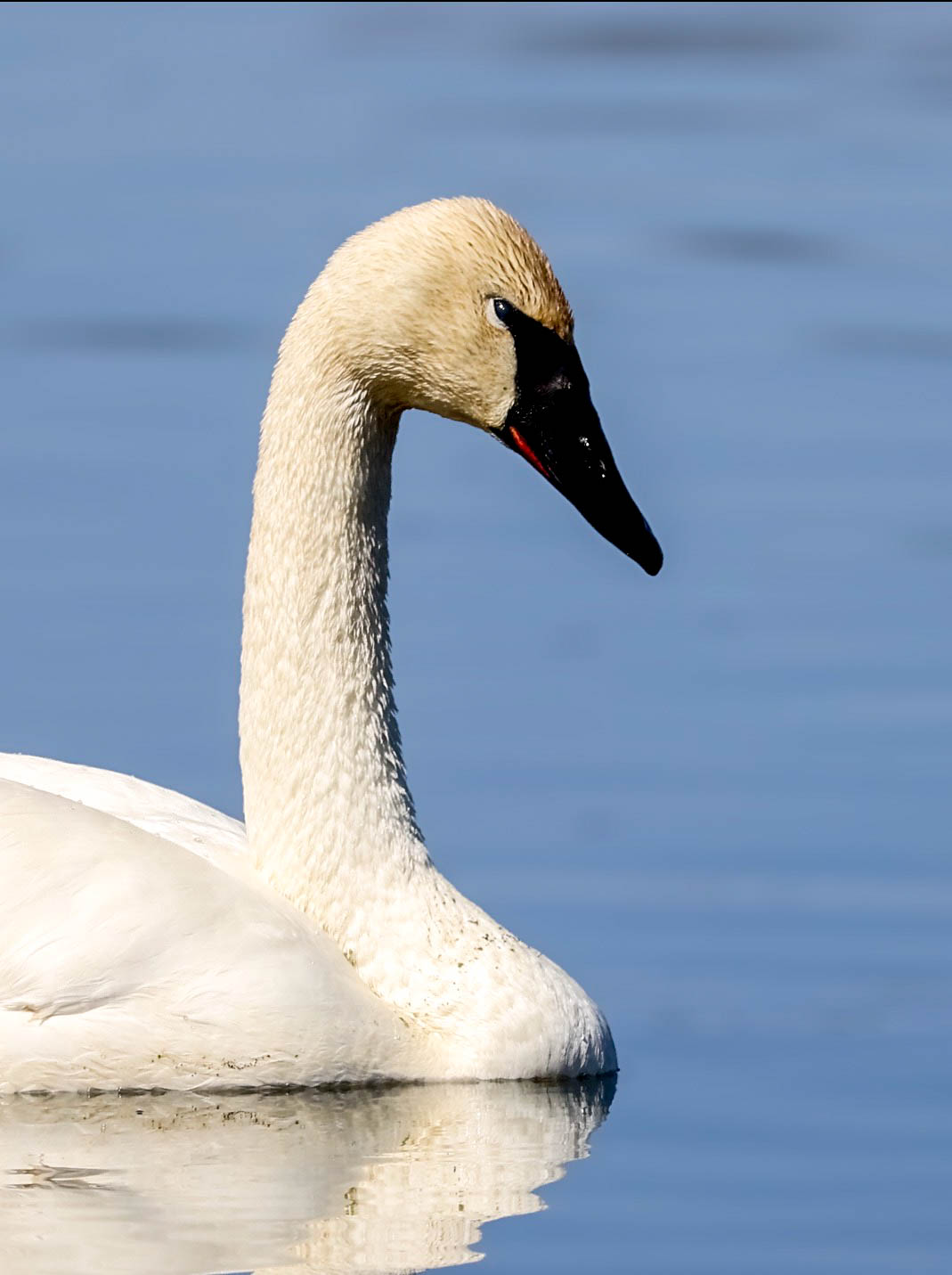 Portrait of a Swan