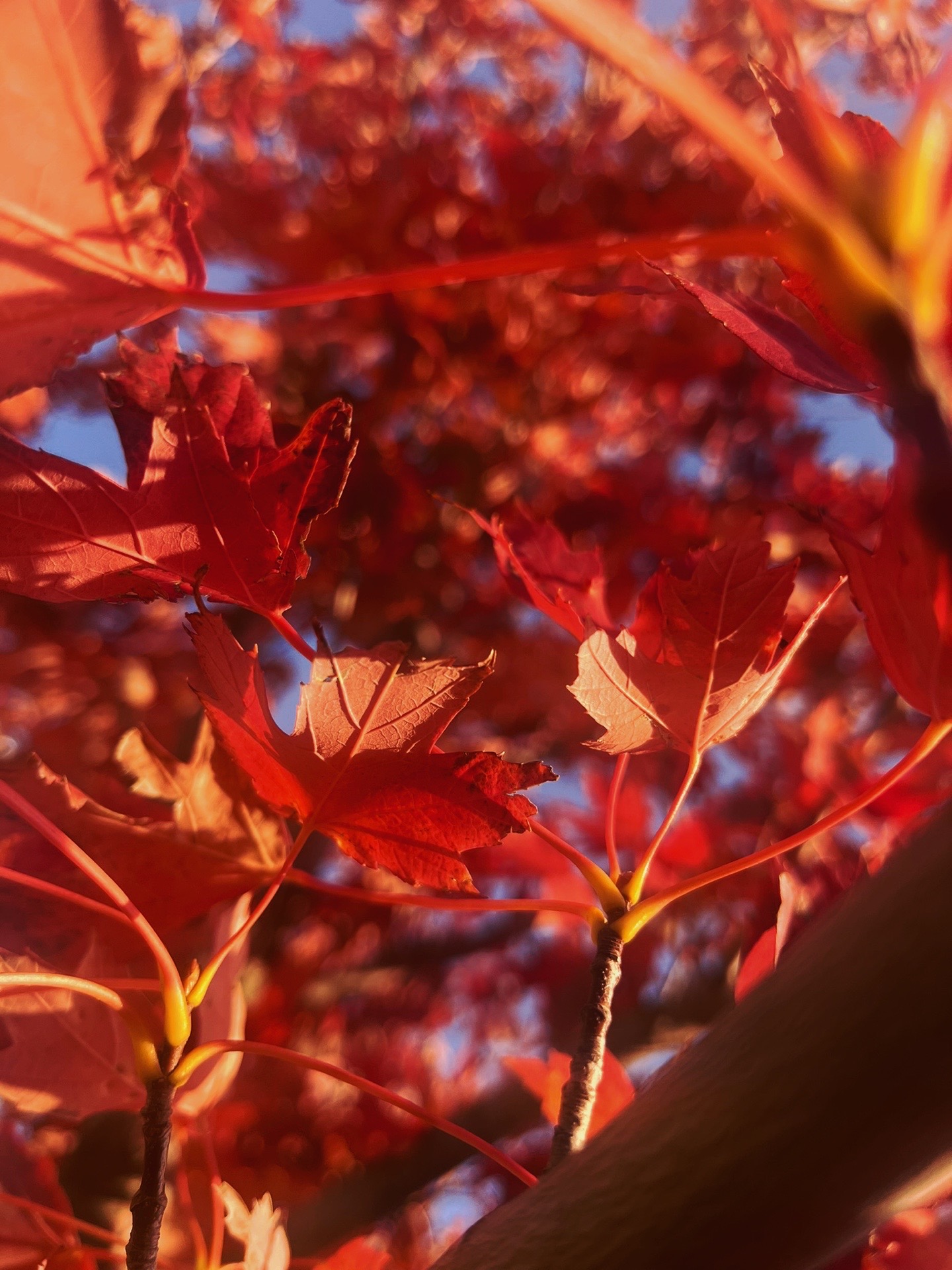 Sunset leaves