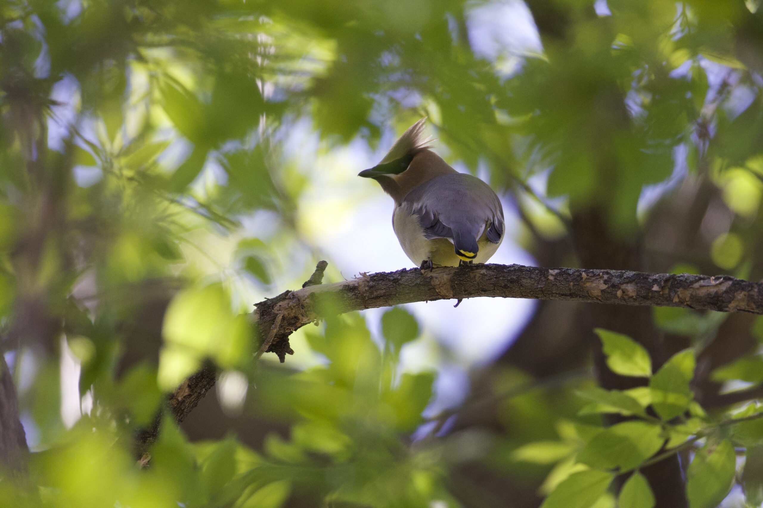Waxwing Amongst the Leaves