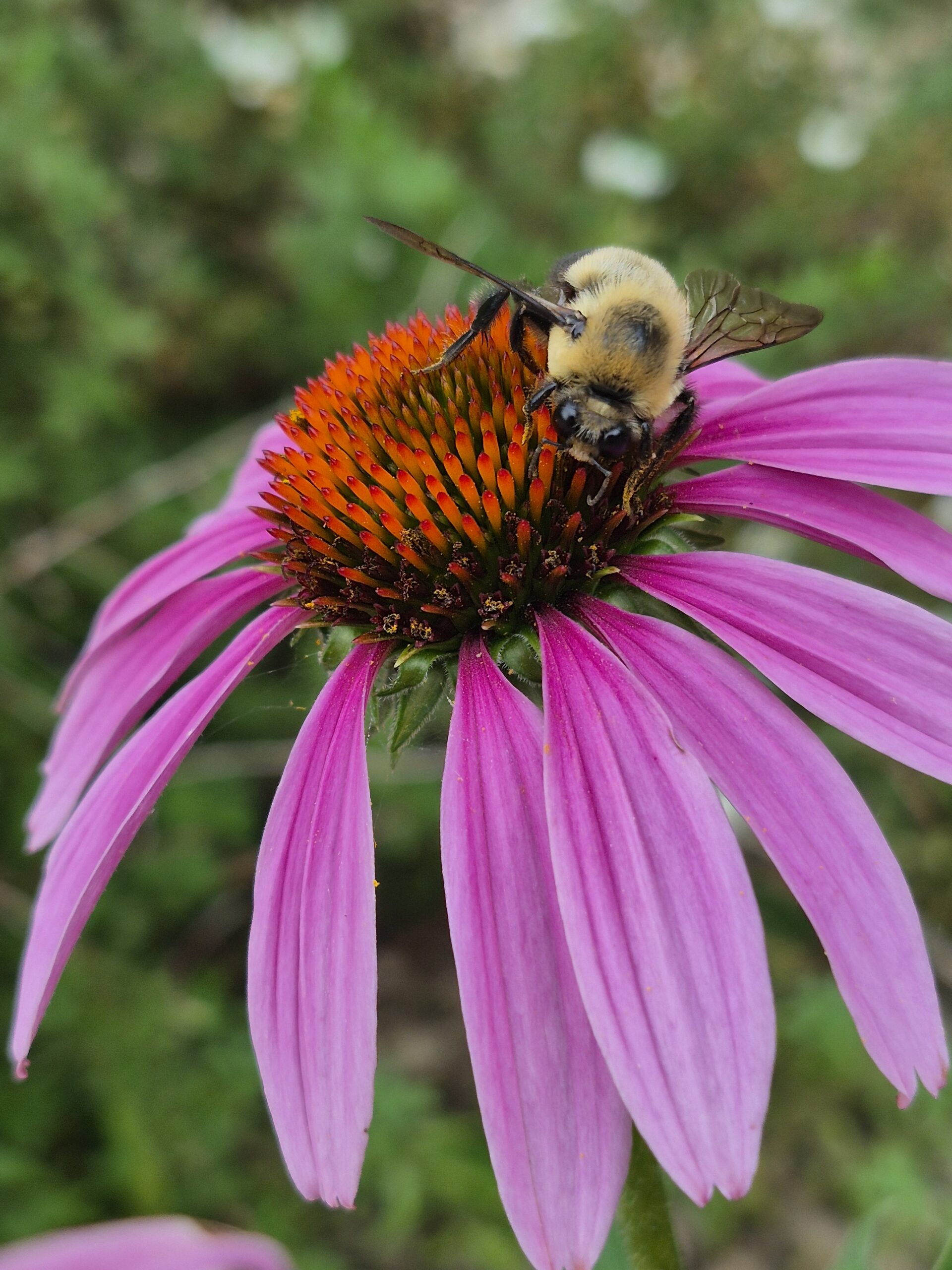 Busy Bee
